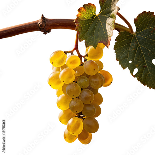 grapes on vine