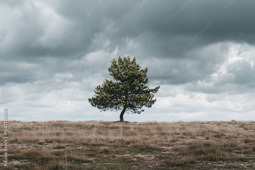 Obraz premium a lone tree in a field with a cloudy sky