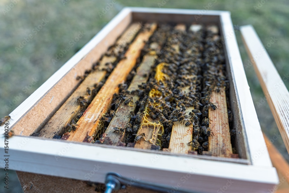 A close-up shot displays a busy colony of bees working on honeycomb frames inside a wooden beehive. This image highlights the beauty of apiculture and the importance of bees. A close-up shot displays a busy colony of bees working on honeycomb frames inside a wooden beehive. This image highlights the beauty of apiculture and the importance of bees.