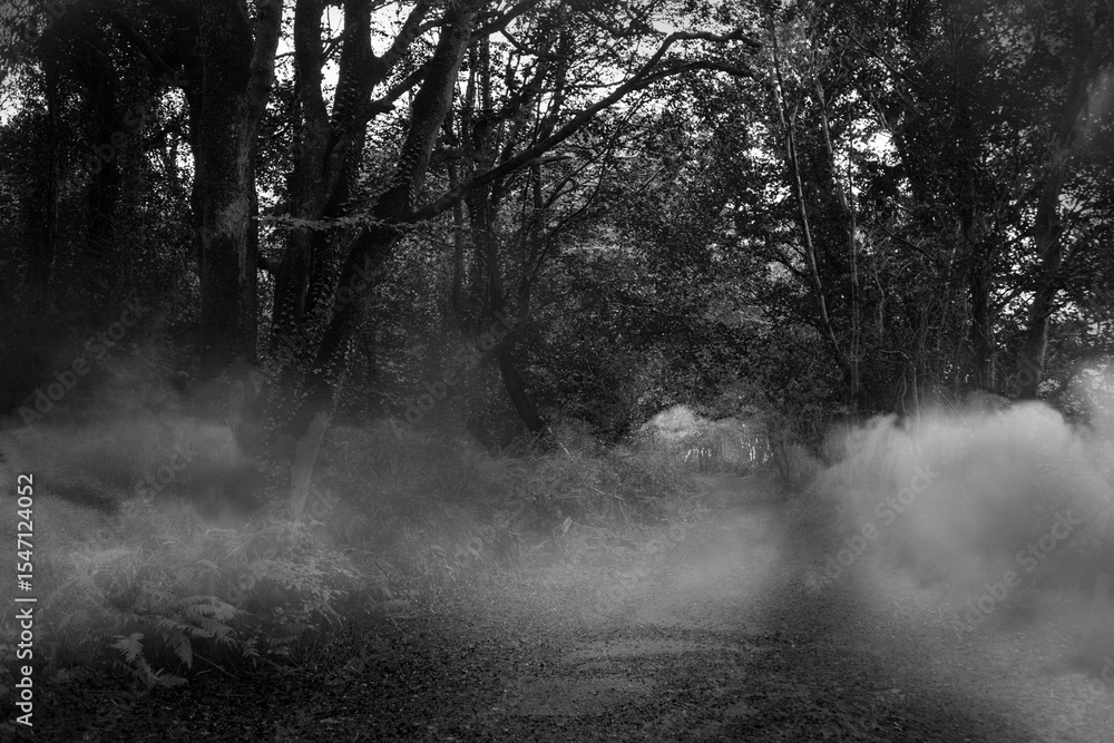 Fototapeta premium Way between trees and smoke