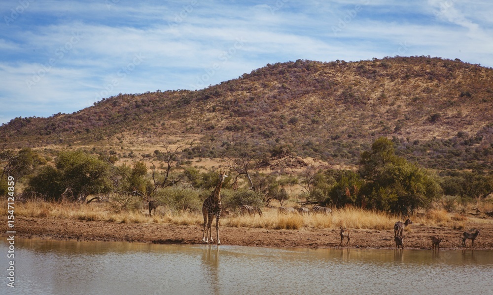 Naklejka premium Giraffe at lakeshore in forest
