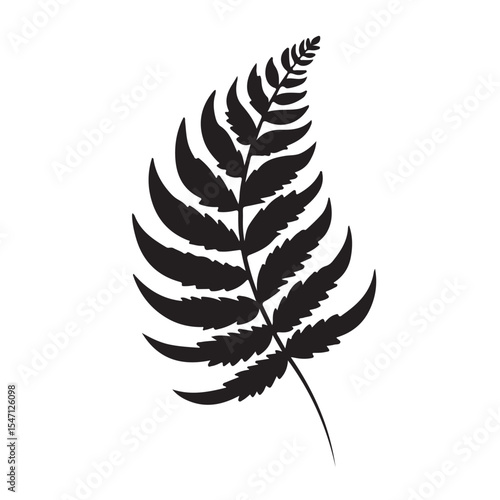 fern leaf isolated on white