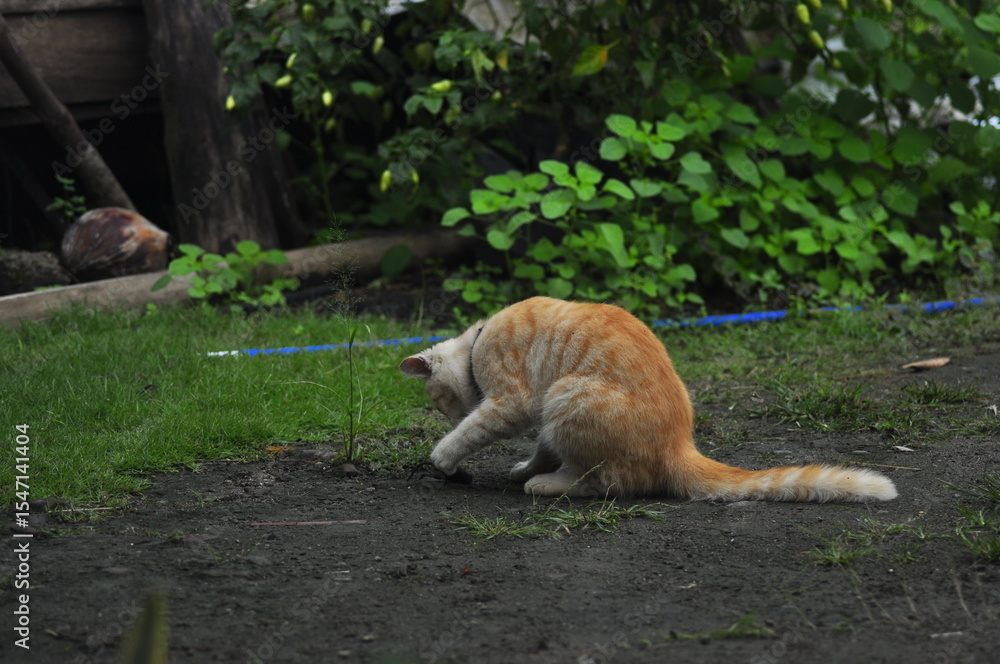 Obraz premium Cat Playing Outdoor in park