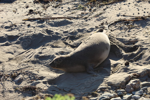 baby elephant seal on beach at Elephant seal vista point California