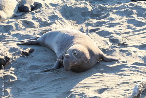 elephant seals laying on beach at Elephant seal vista point California