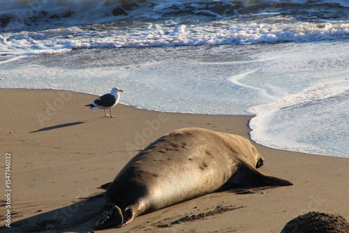 elephant seals laying on beach at Elephant seal vista point California
