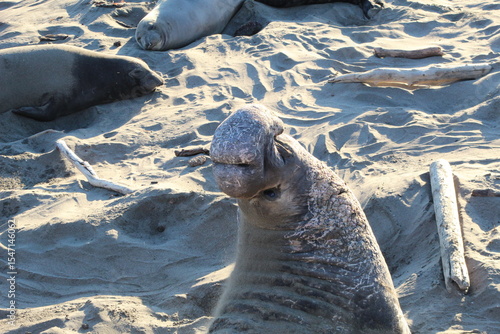elephant seals laying on beach at Elephant seal vista point California