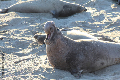 elephant seals with mouth open on beach at Elephant seal vista point California