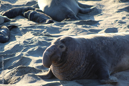 elephant seals laying on beach at Elephant seal vista point California