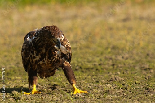 Wallpaper Mural red tailed hawk Torontodigital.ca