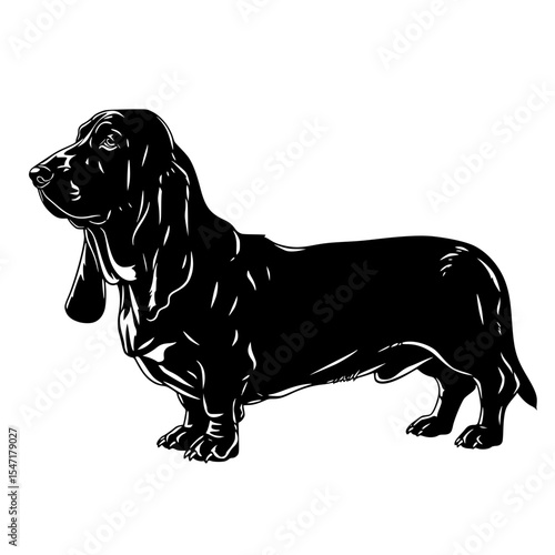 Exploring the World of Basset Hounds Understanding Their Characteristics Care and Training Considerations for Potential Owners and Enthusiasts