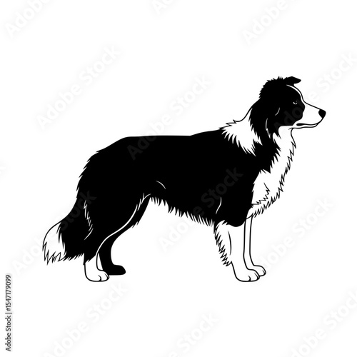 Understanding Border Collie Breed Characteristics Temperament Care and Training for Active Dog Owners