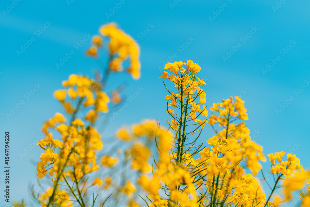 Obraz premium Canola crops in bloom, low angle view of yellow flower heads of rapeseed plants in field