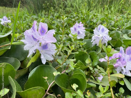 Water Hyacinth Blooms in Meadow
