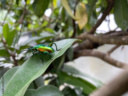 Jewel Beetle on Green Leaf
