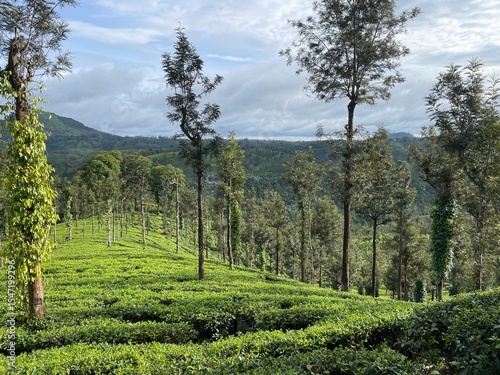 Lush Tea Plantation Landscape
