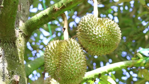 Fresh Durian Fruit Hanging on Tree Branch in Tropical Environment