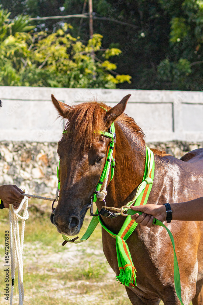 Obraz premium East sumba, Indonesia – 06. 19. 2025 – Trained by skilled handlers, the majestic Sumba horses display impressive health and sturdy physiques