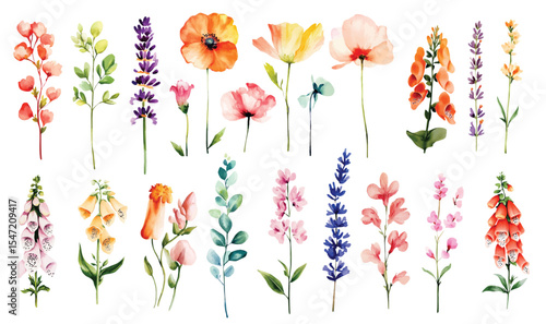 Wild Field flowers Watercolor illustration Botanical collection of garden plants. Set different wild flowers, branches, herbs and leaves for bouquets and other natural elements for cards