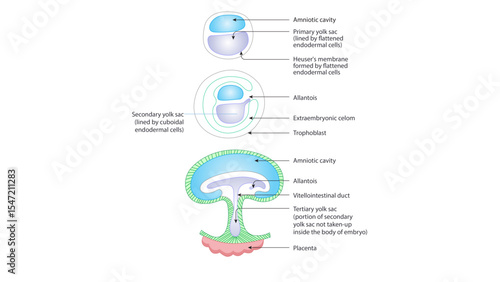 This diagram illustrates the developmental stages of the yolk sac and associated embryonic structures during early human development. Here's a breakdown of the key features at each stage