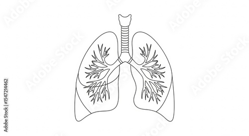 One Line Drawing of the Lungs