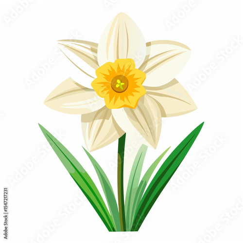  narcissus on white background.