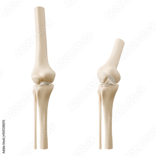 3D knee joint anatomy models showing straight and bent positions - anatomical femur connecting with tibia, ligament structure. Medical education visualization for orthopedic study, healthcare training
