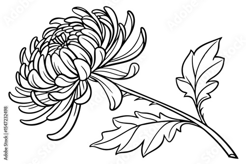 Chrysanthemum Bloom on White