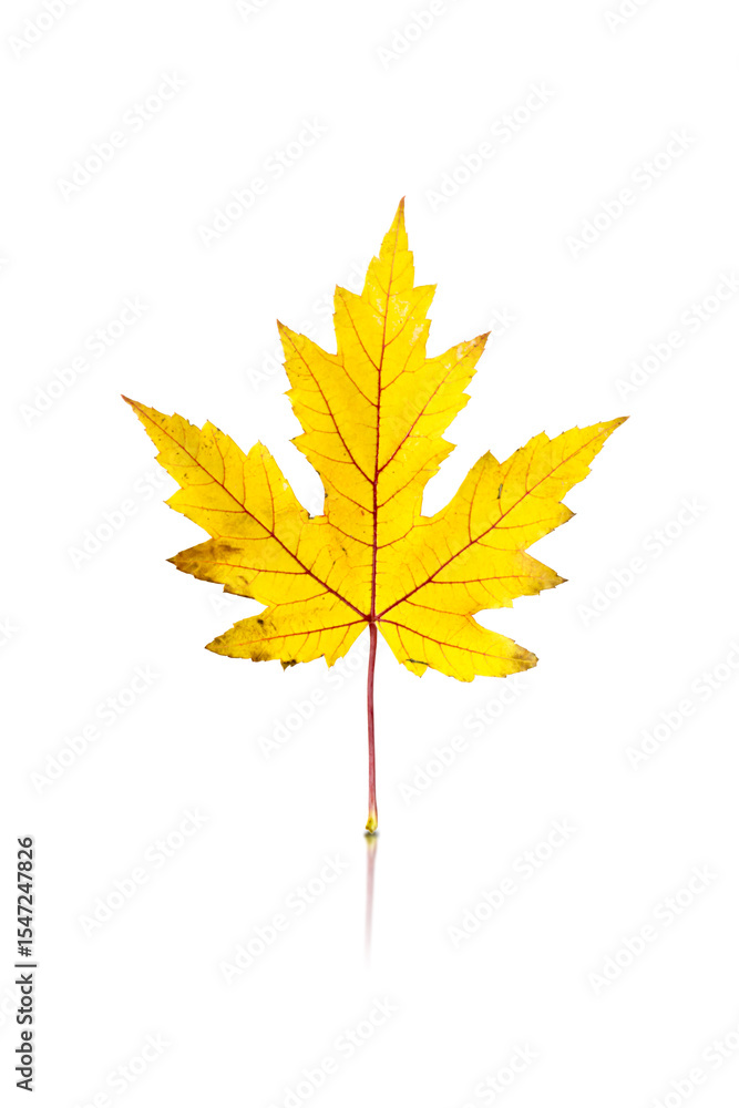 Fototapeta premium maple leaf isolated on white background with reflection and shadow
