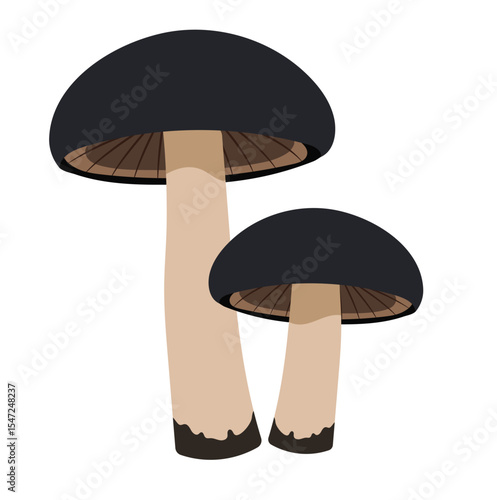 Two Black Mushrooms Illustration Isolated on White Background