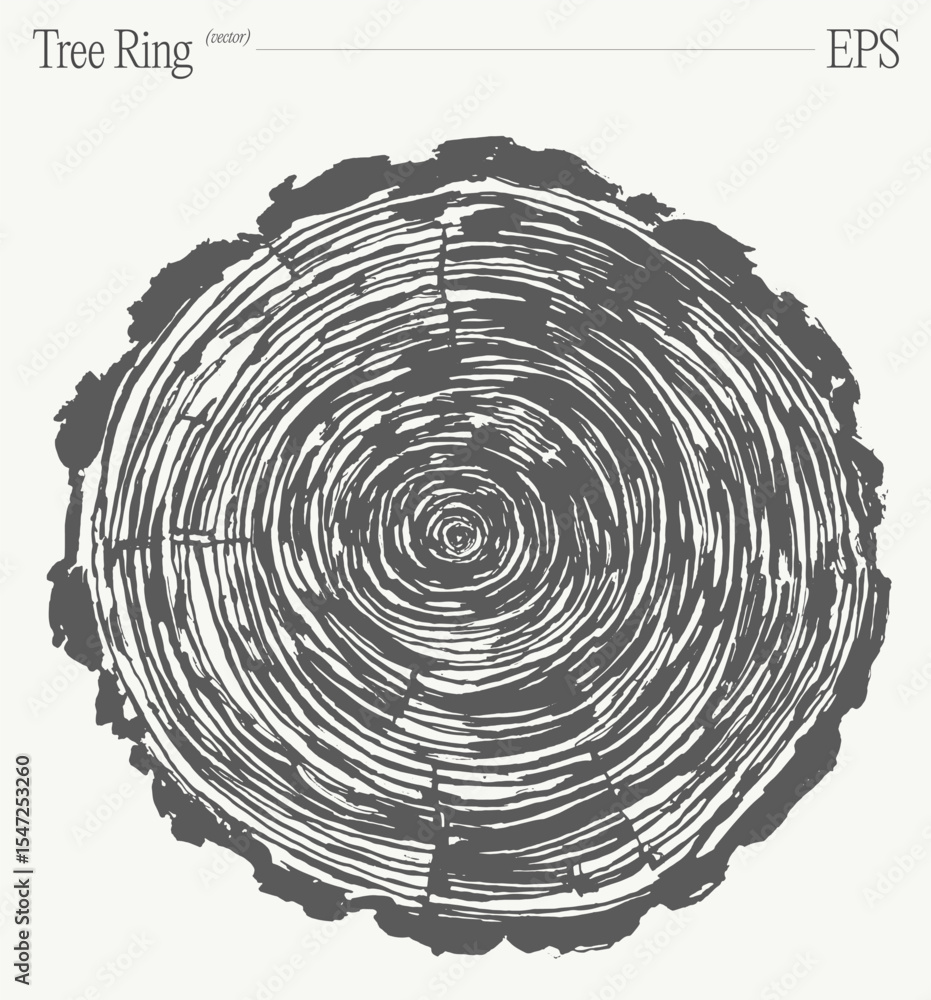 Fototapeta premium Natural Wood Texture, Annual Rings, Tree Trunk Section