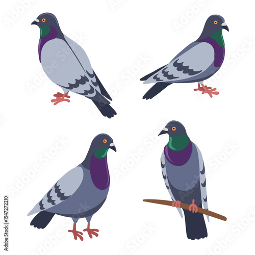 vector drawing birds, rock dove, hand drawn Columba livia,, isolated nature design elements