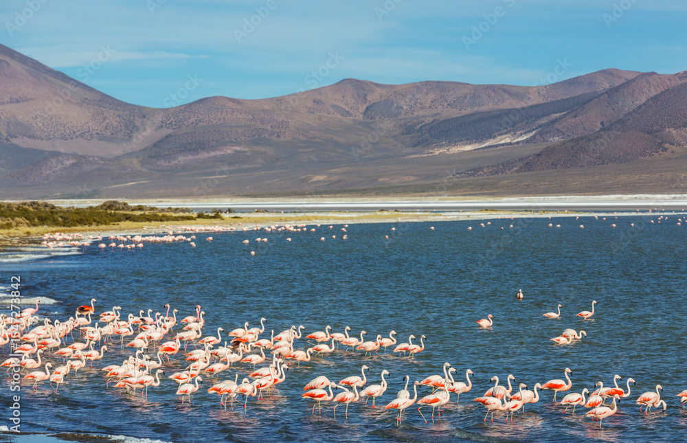Fototapeta premium Flamingo in Bolivia