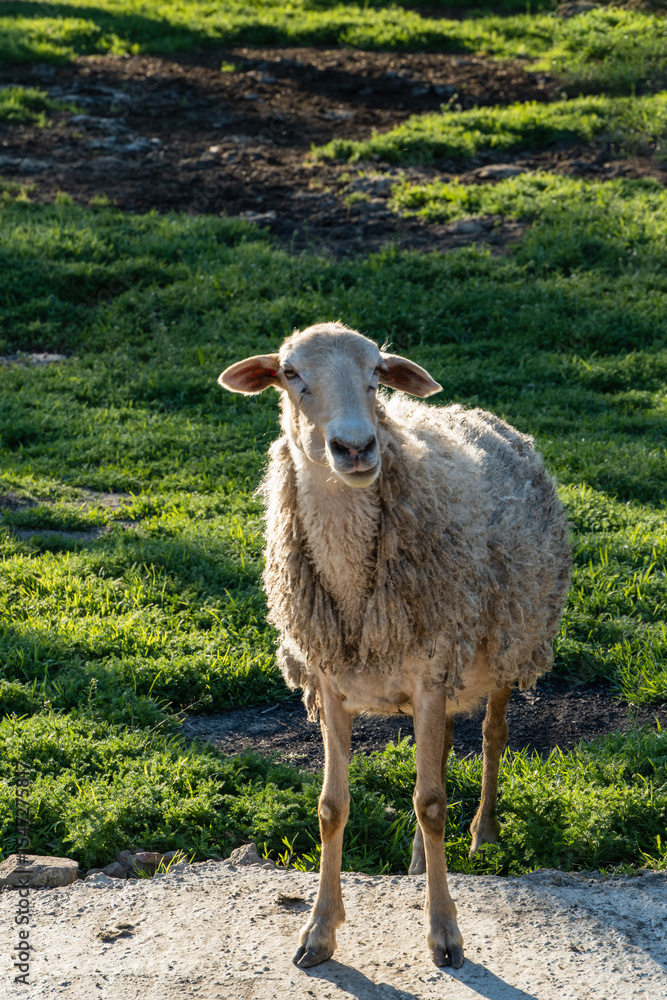 Obraz premium In image, a woolly sheep stands on dirt path surrounded by green grass and patches of earth. Sheep to be in rural, pastoral setting.