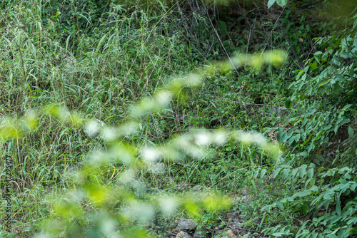 Wild shy male Indian leopard or panther or panthera pardus camouflage behind green grass tree branches leaves in monsoon season safari at ranthambore national park forest reserve rajasthan india