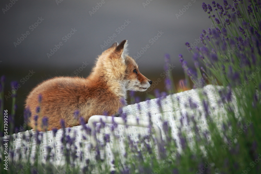 Fototapeta premium 子ぎつね