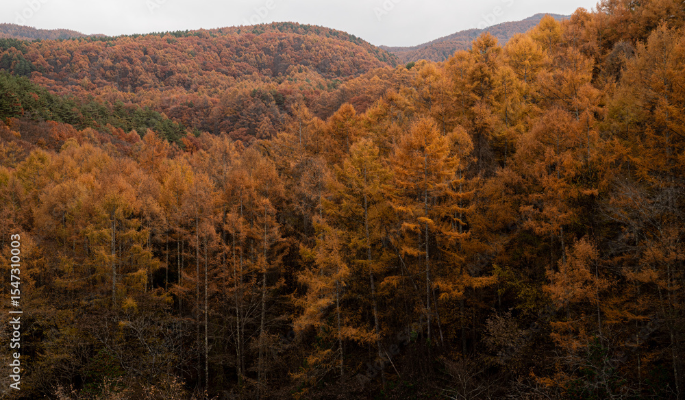 Fototapeta premium 一面に広がる美しいカラマツの紅葉