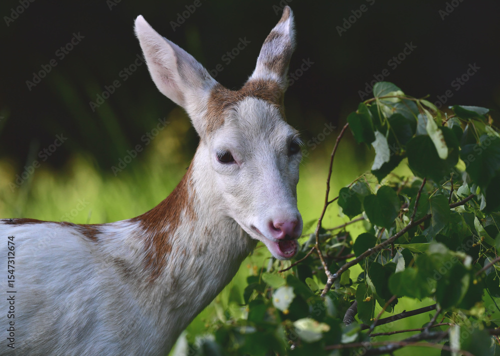 Fototapeta premium Reh weiss