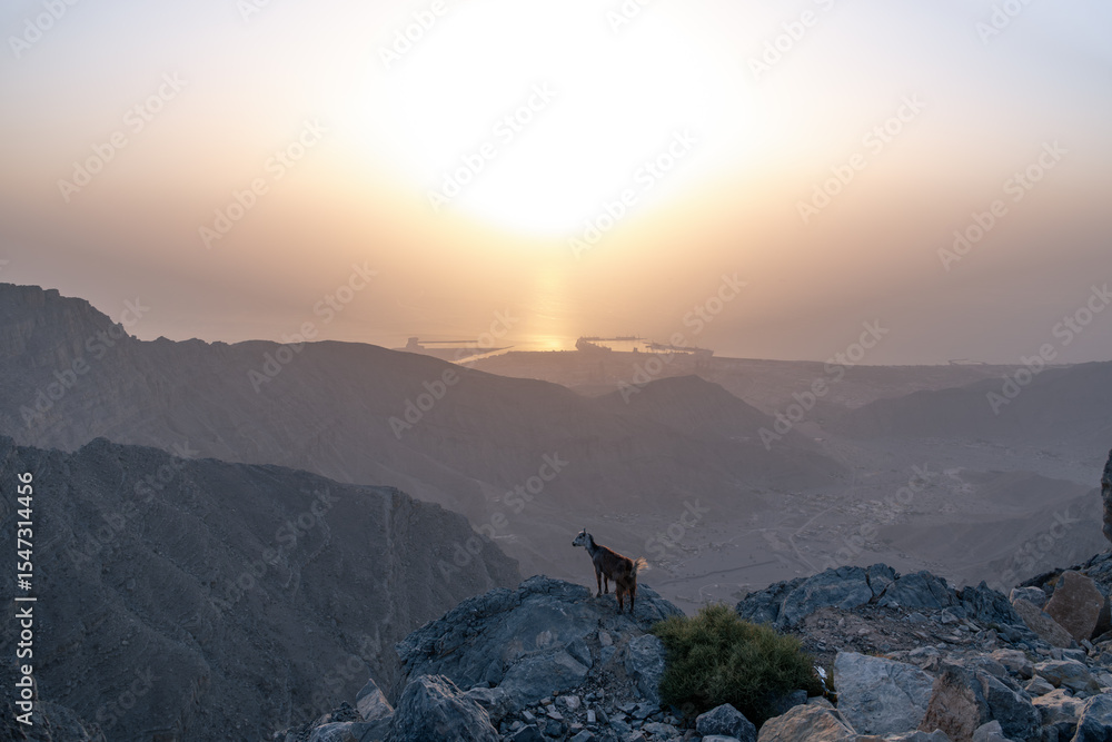 Obraz premium Remote mountain scenery in Ras Al Khaimah, jebel jais at sunset, UAE mountain scape