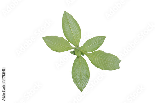 Green Leaves PNG Isolated on Transparent Background for Digital Art