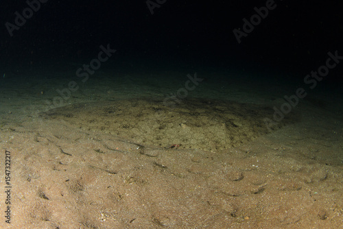 The spiny butterfly ray camouflages perfectly with the environment on the sandy seabed.