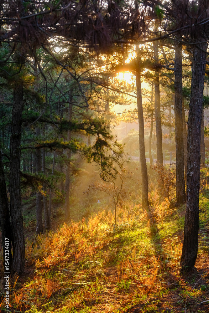 Fototapeta premium Experiencing the mystical fog season blanketing beautiful Da Lat