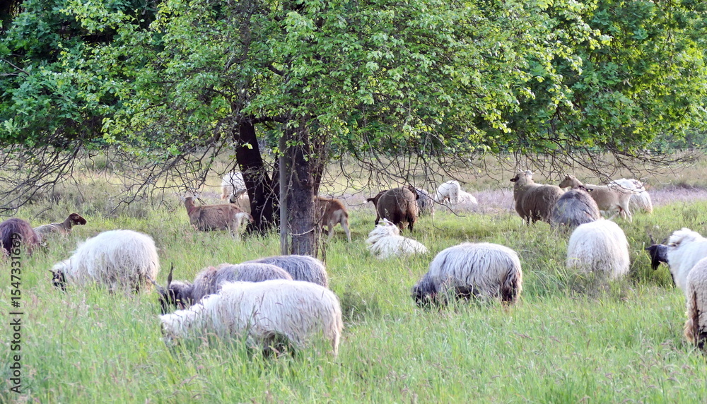 Obraz premium Schafe in der Heide von Waldacker
