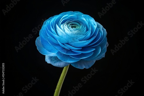 Close up of stunning blue ranunculus flower isolated on black background