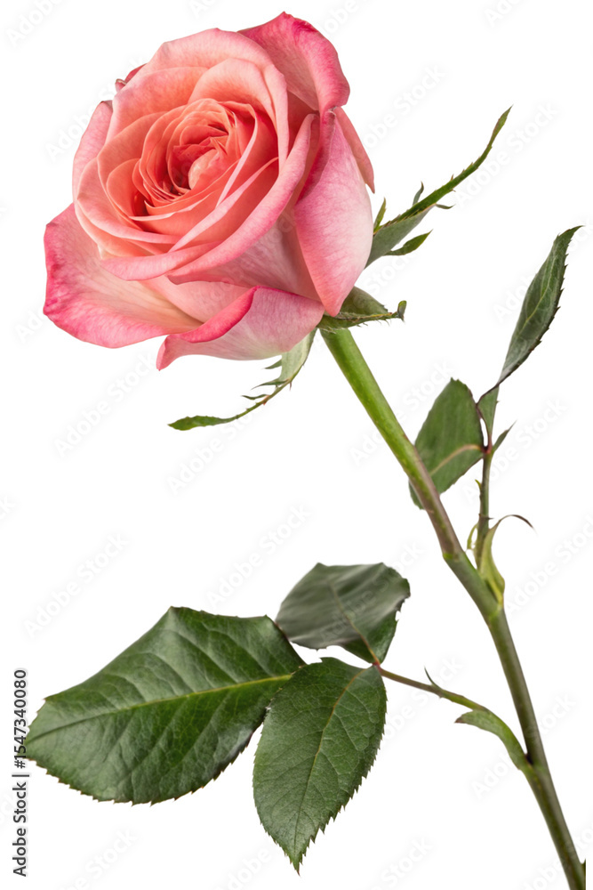 Obraz premium pink rose isolated
