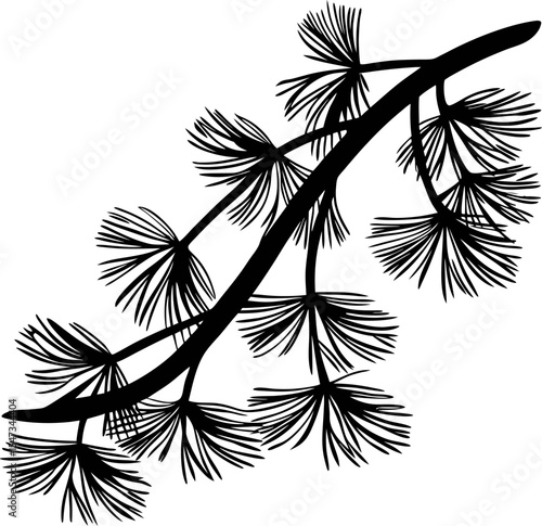 Detailed pine tree branch with needle clusters silhouette hand drawn botanical illustration on white background