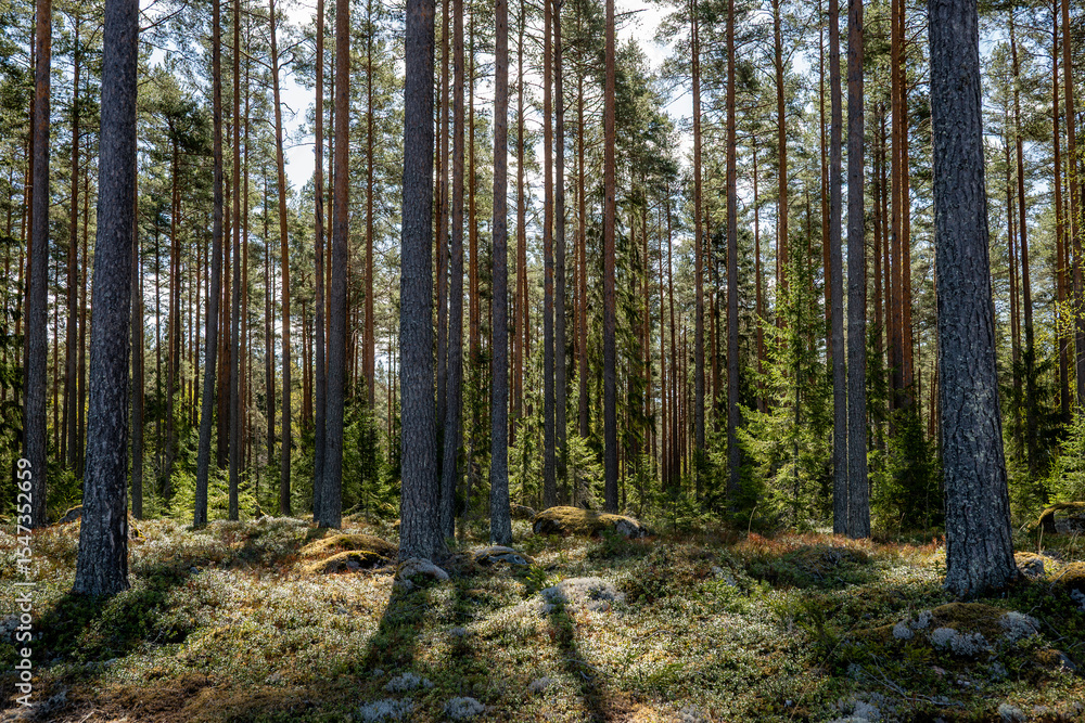 custom made wallpaper toronto digitalMagical fairytale pine forest. Forest therapy and stress relief.