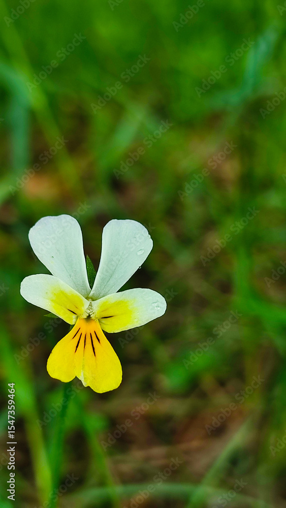 Fototapeta premium Pansies in a spring garden. Wild pansies in forest