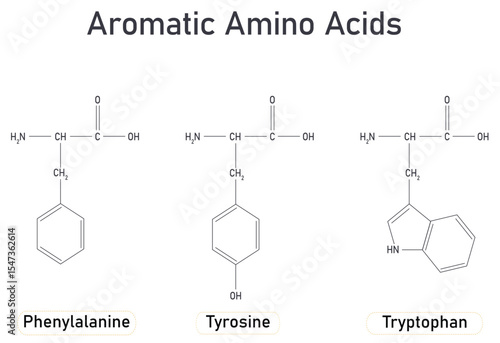 Essential Aromatic Amino Acid Molecular Structures and Functions Infographic