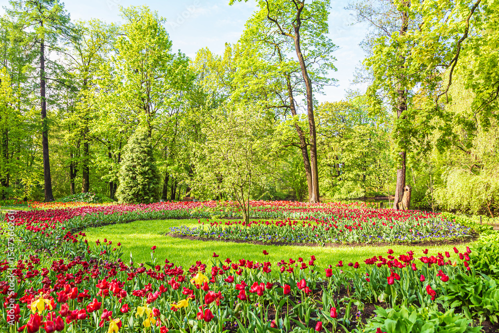 Fototapeta premium Blooming colorful tulips in the park. Tulip festival.